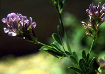 alfalfa flowering