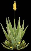 Aloe Vera is a succulent member of the cactus family