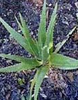 Aloe Vera has both spiney and smooth types