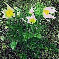 Anemone Vulgaris Alba (alba always denotes white in botanicals)