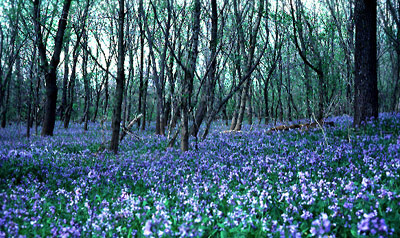 I just had to show you this awesome field of Bluebells
