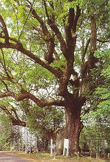 Yasuyori-Shrine in Moritou of Kamojima Town has an ancient Camphor Tree...it is said that this tree is over nine hundred years old