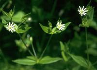 Chickweed is a delicate plant