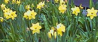A bed of Daffodils