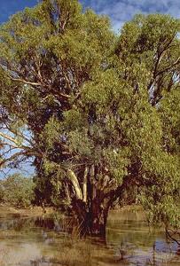 River Red Gum Eucalyptus standing in full water