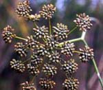 a close up of a Fennel seed head