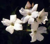 A Close Up of Jasmine Flowers