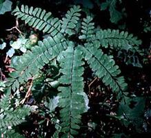 Another Type of Maidenhair Fern