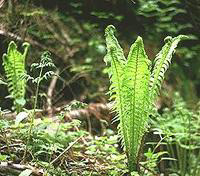 The leaves of the Male Fern are still rolled up in the Spring and have the appearance of little bishops staffs