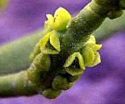 Mistletoe Bloom
