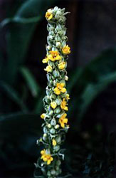 A Close Up of the Flower Stalk