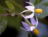 A Close Up of the Flowers