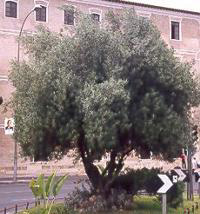 An Olive Tree in Spain