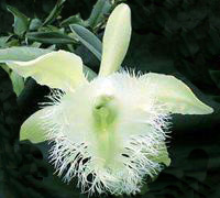 My Brassavola Digbyana Orchid..isn't it erotically beautiful?..and you should smell it! Mmmmmm...