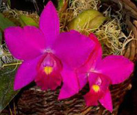 L.Cattalya Orchid, the typical 'florist' orchid