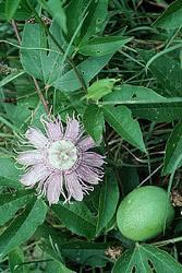 A Passion Flower Vine With Fruit/Seed Pod
