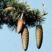 Female Pine Cones