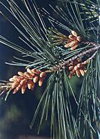 Male Pine Cones