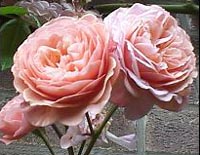 This is an Old English Rose named 'Leander'