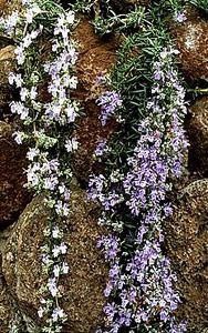 A Creeping Variety of Rosemary Called R. Officinalis 'Prostratus'