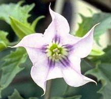 Datura Stamonium Bloom: Purple Variation