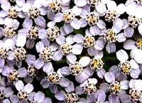 a close up of the flowers