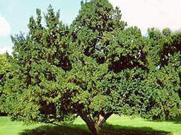 Yew Grows in a Branching Sprawl